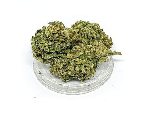 Cbd Kwiaty Konopi Tropicana G Dobra Cena Sklep Online Sativa