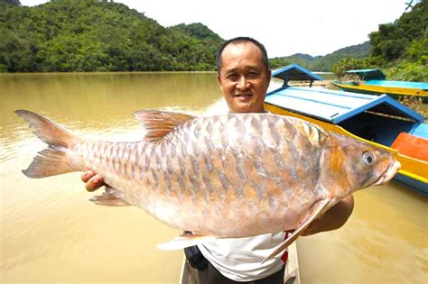 Ikan Empurau : Ikan Termahal Di Malaysia - iLabur