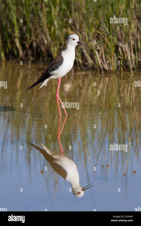 Black Winged Stilt Common Stilt Himantopus Himantopus Stelzenlaeufer