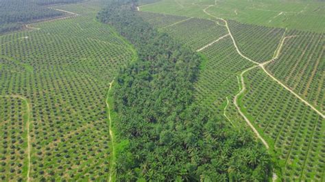 Foto Inkonsistensi Izin Usaha Kelapa Sawit Bisa Picu Konflik Agraria