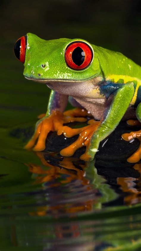 4K Frog Wallpaper Explore more wallpaper. https://www.whatspaper.com/4k ...