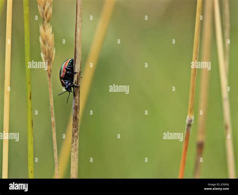 Snowdon beetle Fotos e Imágenes de stock Alamy