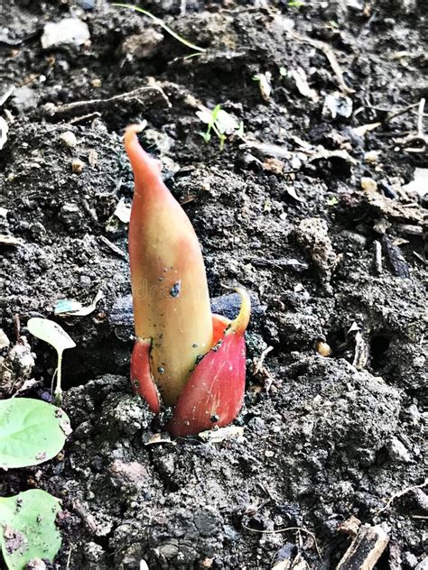 Young Shoot Of A Banana Plant Stock Photo - Image of flower, natural ...