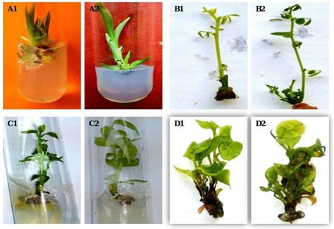 Shoot Initiation Of Chlorophytum Borivilianum On A1 Ms And A2 Ams