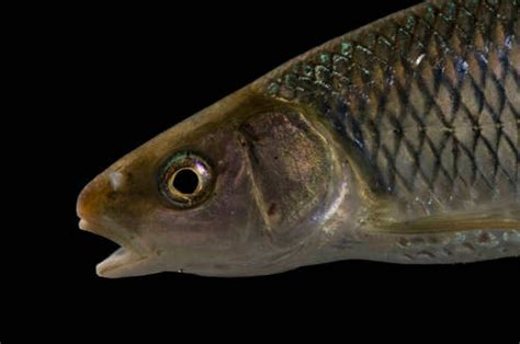 Whitetail Shiner Cyprinella Galactura Joel Sartore