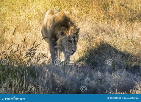 Young lion at sunset stock photo. Image of back, natural - 254096054