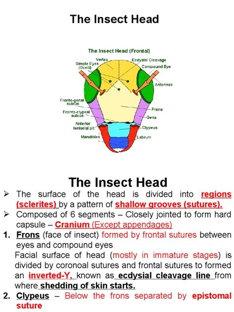 Insect Head and Its Types | PDF