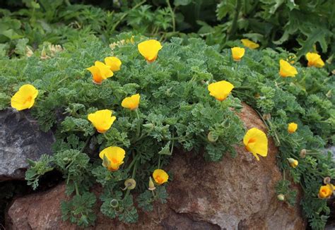 Eschscholzia Californica Ssp Maritima Coastal Form Drought