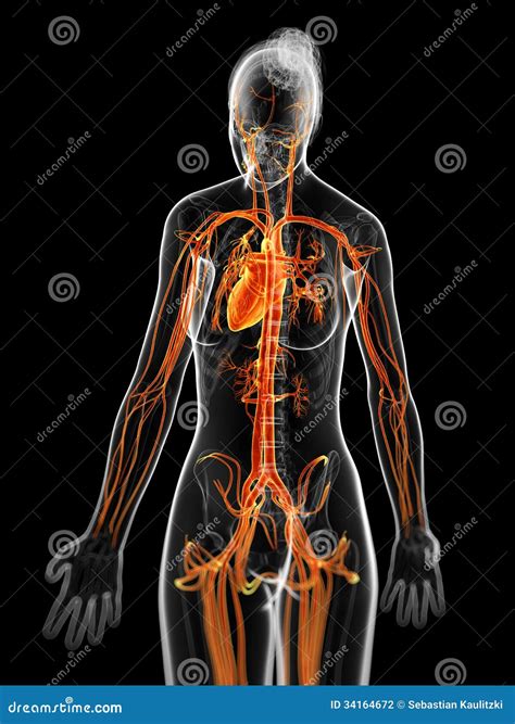 The Female Vascular System Royalty Free Cartoon Cartoondealer