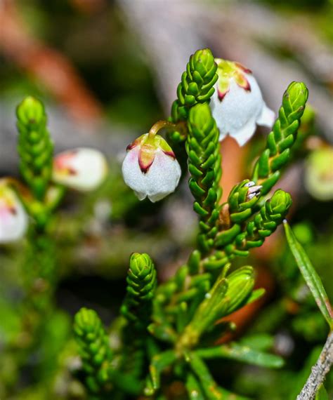 Western Moss Heather From West Vancouver BC Canada On June 26 2023