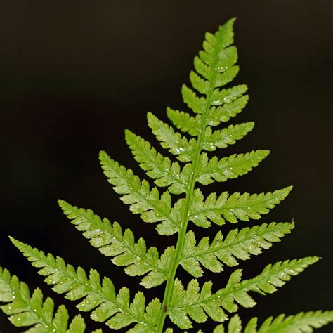 Wald Frauenfarn Athyrium Filix Femina Ngidn Flickr