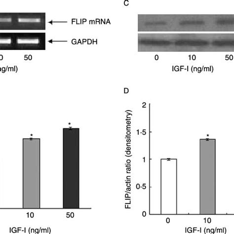 Igf I Stimulates Flip Mrna And Protein Expression In A Dose Dependant