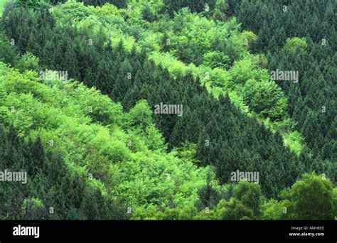 Mixed Evergreen Forest High Resolution Stock Photography And Images Alamy