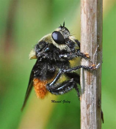 Moscardón Cazador De Abejas Mallophora Ruficauda Ecoregistros