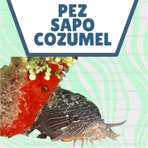 ¡descubre El Misterioso Pez Sapo De Cozumel