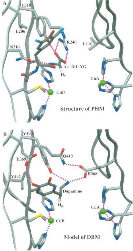 Modeling Of The DBM Active Site A Structure Of The Ox PHMcc Sub