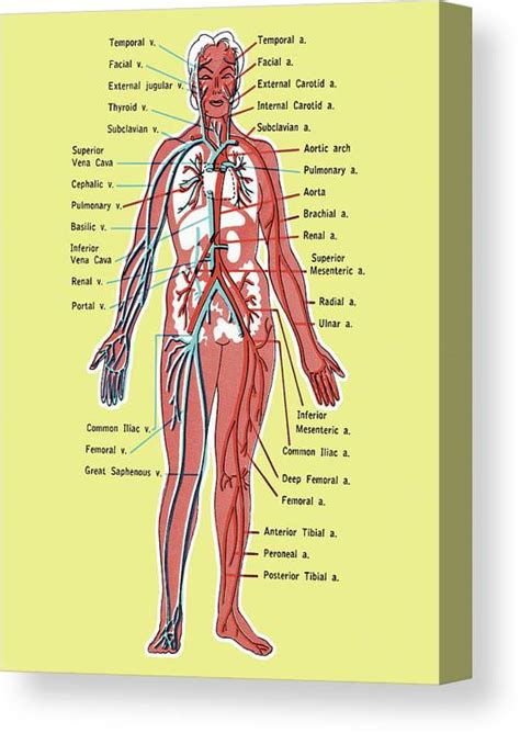 Circulatory System Diagram