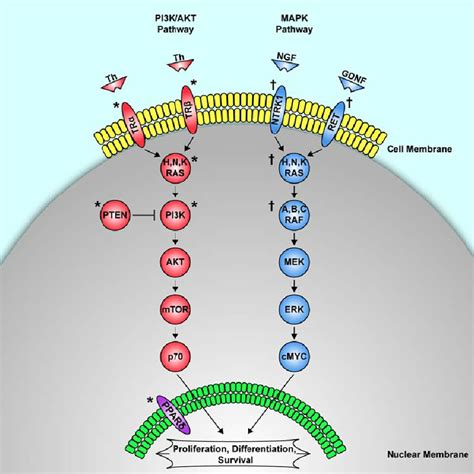 Genetic Mutation Pathways Associated With Sporadic Thyroid Cancer