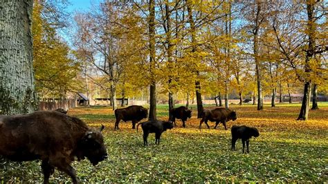 Rezerwat Pokazowy Żubrów w Białowieży zaprasza VIDEO