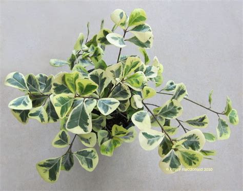 Plantfiles Pictures Ficus Licumo Natal Fig Mistletoe Fig Variegata Ficus Triangularis