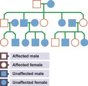 The Human Genome Project Genetic Inheritance Part Two Edexcel