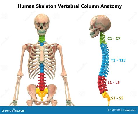 La Columna Vertebral Humana Vista Anterior Columna Vertebral Hueso