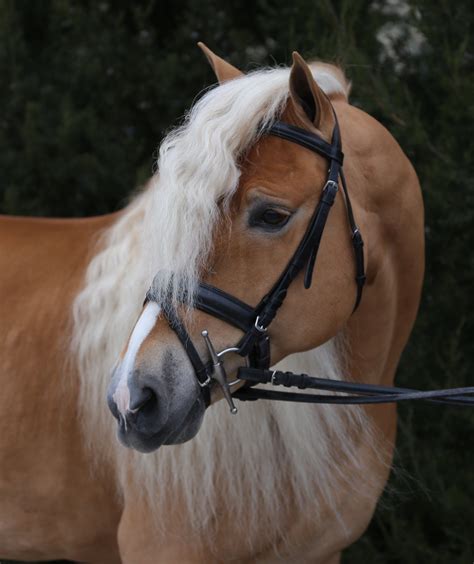 New Horizons Haflinger Horses Haflinger Horse Horses Beautiful Horses