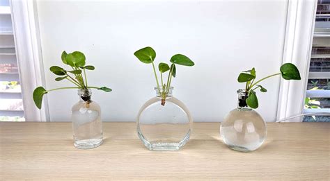 When And How To Replant A Pilea Plant A Step By Step Guide The