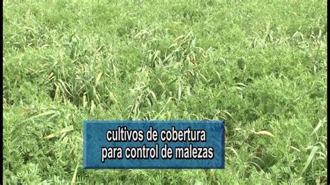 Cultivos De Cobertura Para Control De Malezas Youtube