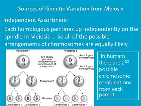 Meiosis Meiosis Is The Type Of Cell Division For That Produces The Reproductive Cells Egg Or