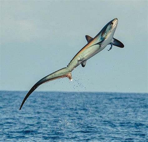 Shark With Wave Tail Illustration Shark Illustration Variation Shark ...