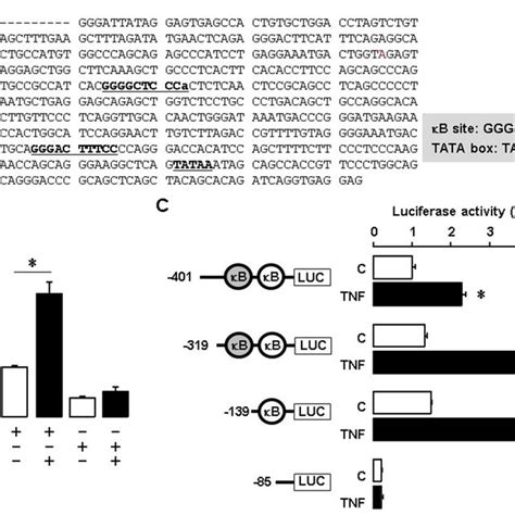 Tnf Increases Saa Promoter Activity Via Nf Kb Signaling A Dna