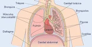 chest cavity cavidad torácica ENALLTerm