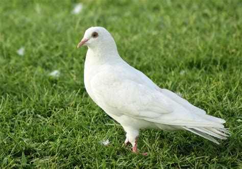 5 Spiritual Meanings of White Dove (Symbolism)