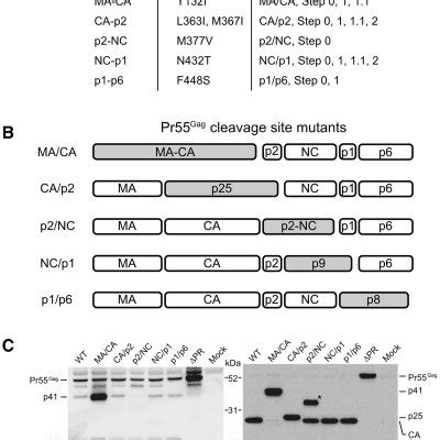 Gag Cleavage Site Mutations Of HIV 1 A Summary Of The Mutations Used