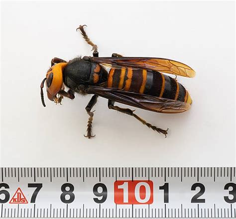 Everything You Need To Know About Murder Hornets