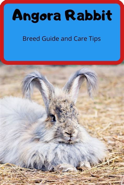 The Angora Rabbit Complete Breed Guide And 5 Top Care Tips Artofit