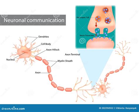 Comunicación Neuronal Las Dendritas Contienen Receptores Para Neurotransmisores Liberados Por