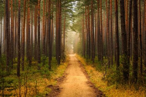 Sunlight Trees Forest Nature Morning Mist Wilderness Jungle