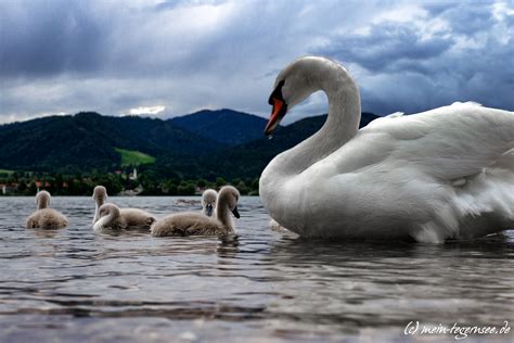 Familie Schwan Beim Ausflug Mein Tegernsee Waldfeste Webcams Und