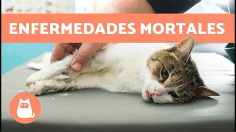 Guía completa sobre enfermedades de los gatos síntomas a tener en