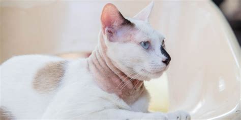 Marbofloxacin for Cats: Overview, Dosage & Side Effects - Cats.com