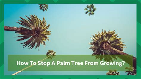 How To Stop A Palm Tree From Growing Taller Try These 5 Tips Farmer