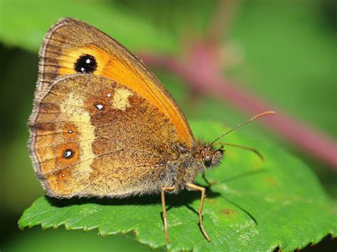 Gatekeeper | Butterfly Conservation