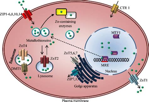 Schematic Illustration Of Cellular Zinc Transport And Its Transporters