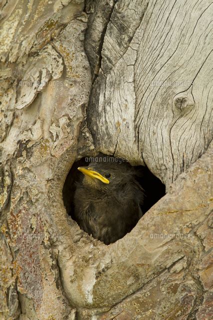 European Starling Sturnus Vulgaris Oregon Usa