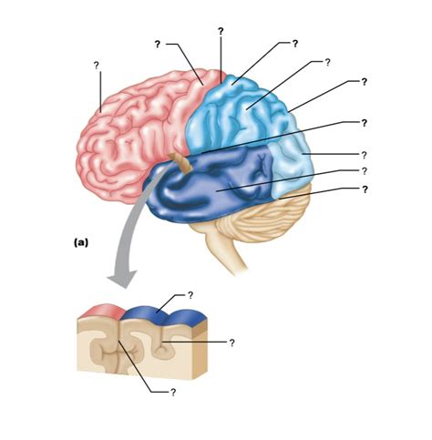 External Features Of Cerebral Hemispheres Diagram Quizlet