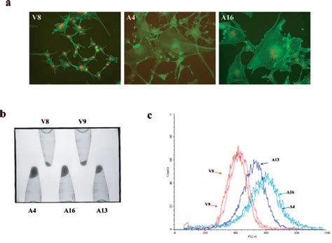 Figure 4 From Akt Dependent Cell Size Regulation By The Adhesion