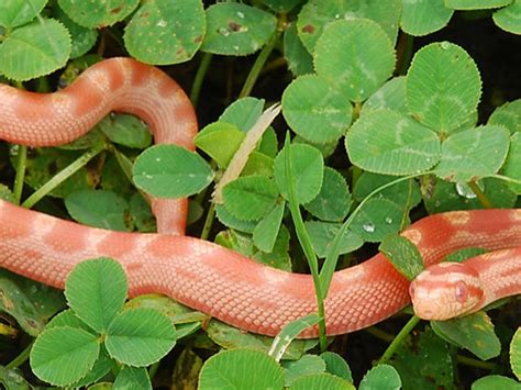 Interesting Facts About Snakes Fun Facts About Snakes