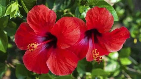 The National Flower Of Puerto Rico All About It The Garden Style